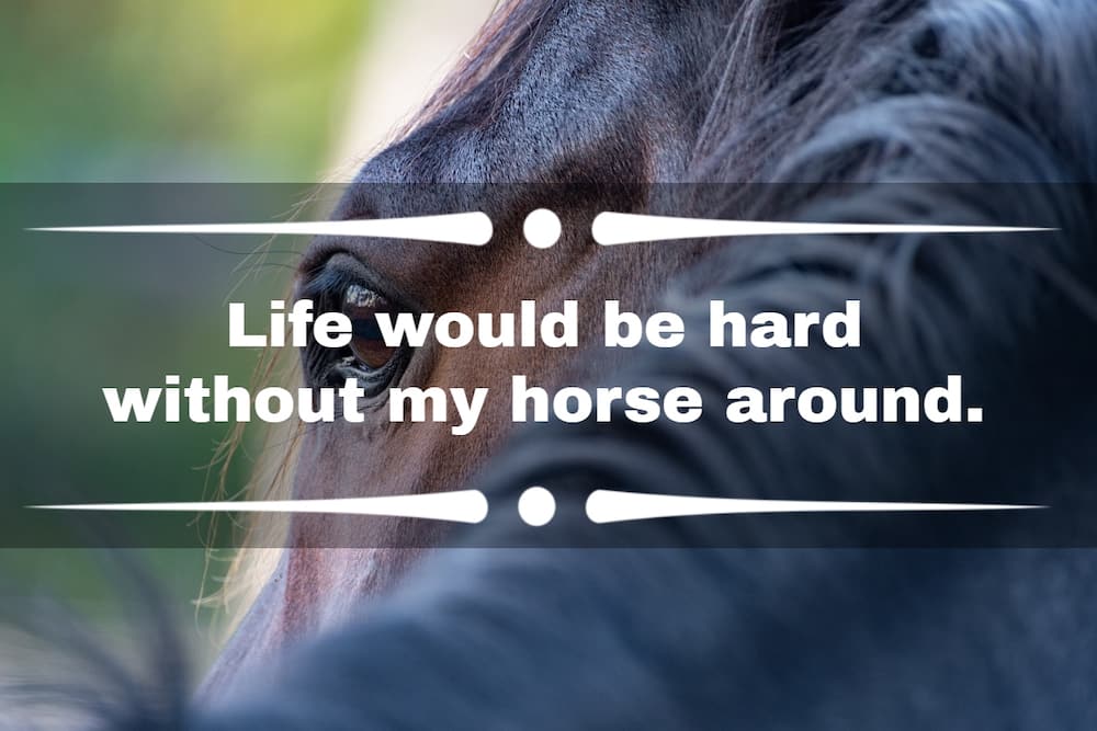 horse captions