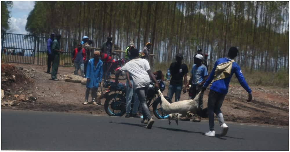 Majambazi Wenye Silaha Wavamia Shamba la Uhuru Kenyatta, Waiba Kondoo