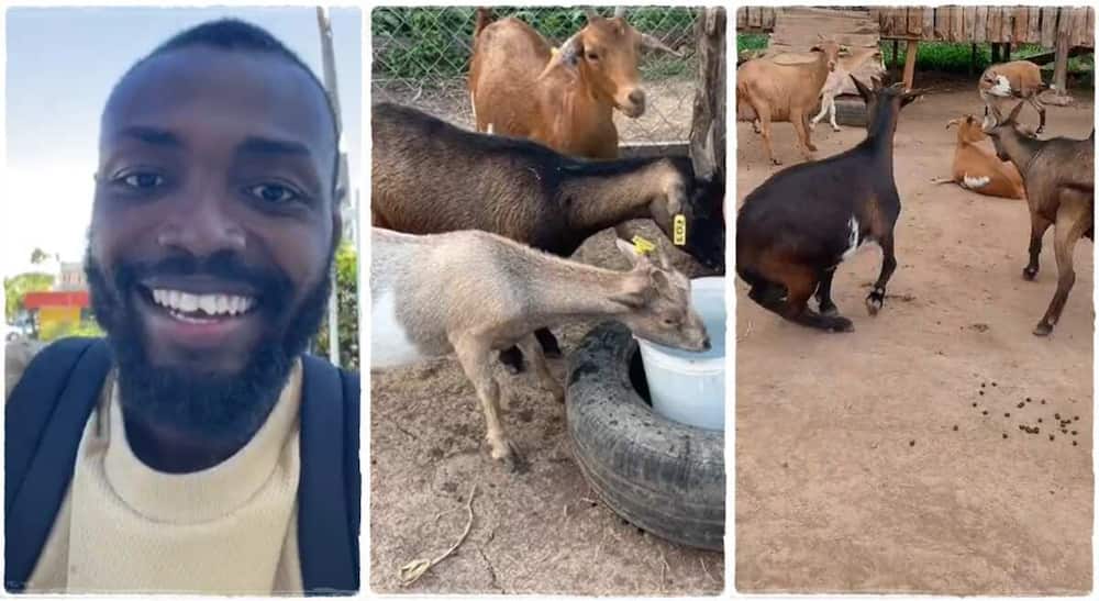 Photos of a man who is a goat farmer.