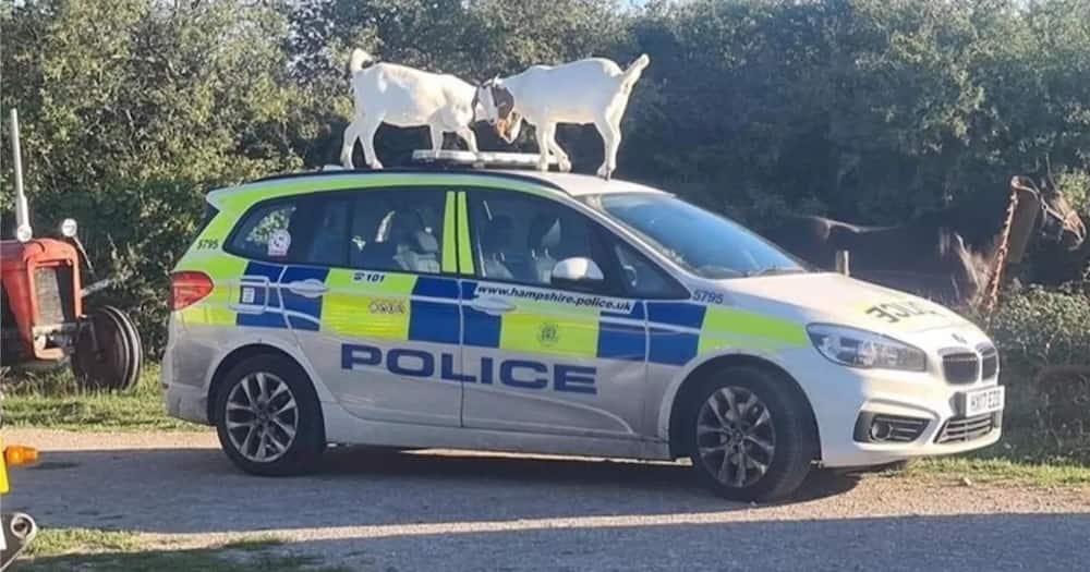 Policemen on 'manhunt' for goats that 'destroyed' their car