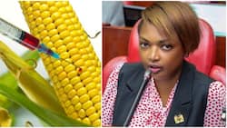 Karen Nyamu Defends Importation of GMO Products, Says Starving Regions Will Benefit: "It's Tastier Food"