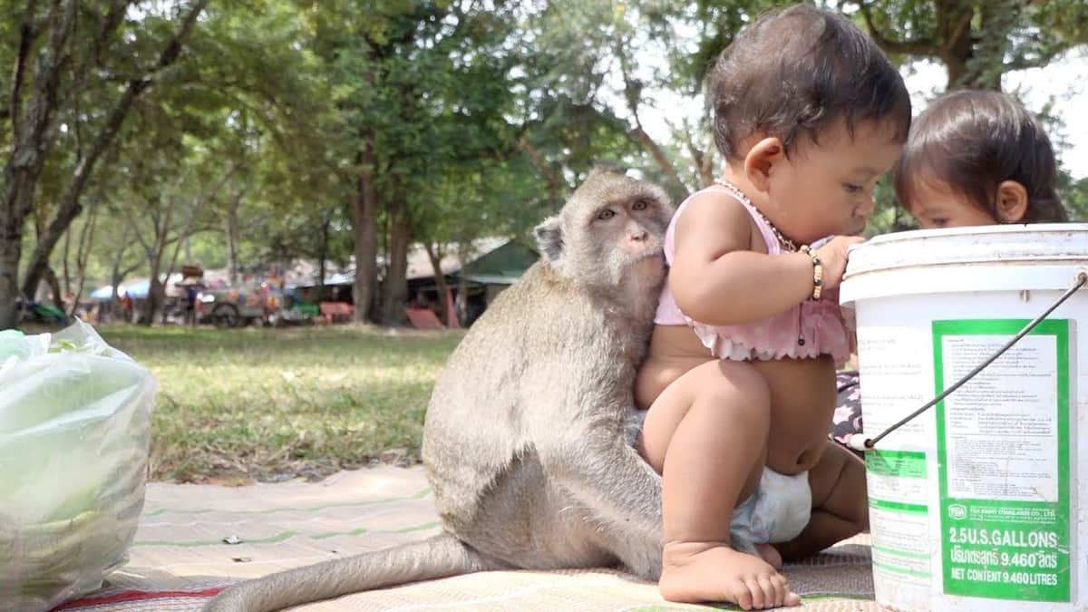 12-day-old baby dies after being snatched from mother's lap by monkey in India