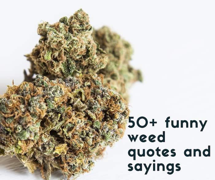 50+ funny weed quotes and sayings 