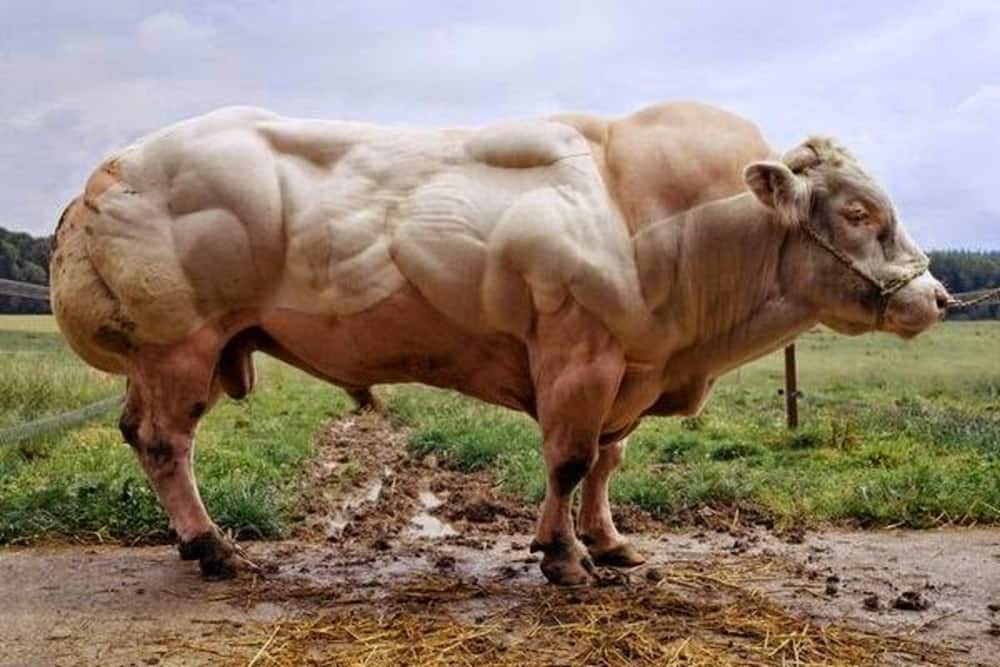 Biggest bulls in the world