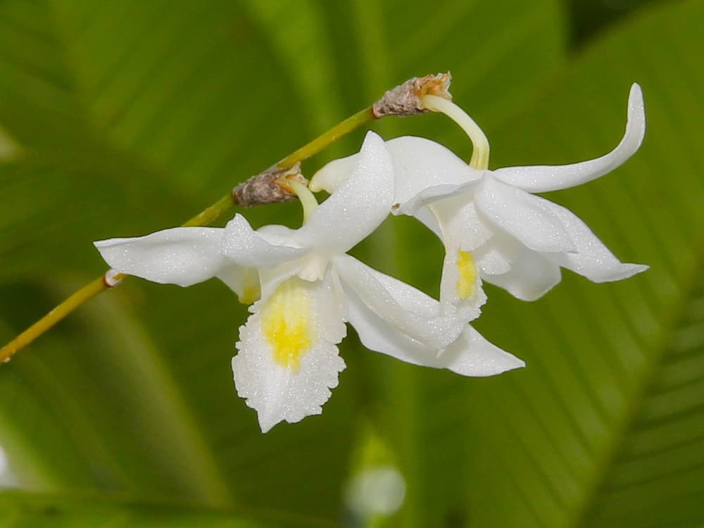 flowers that look like animals