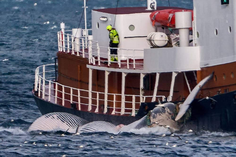 Iceland, Norway and Japan are the only countries that authorise whaling