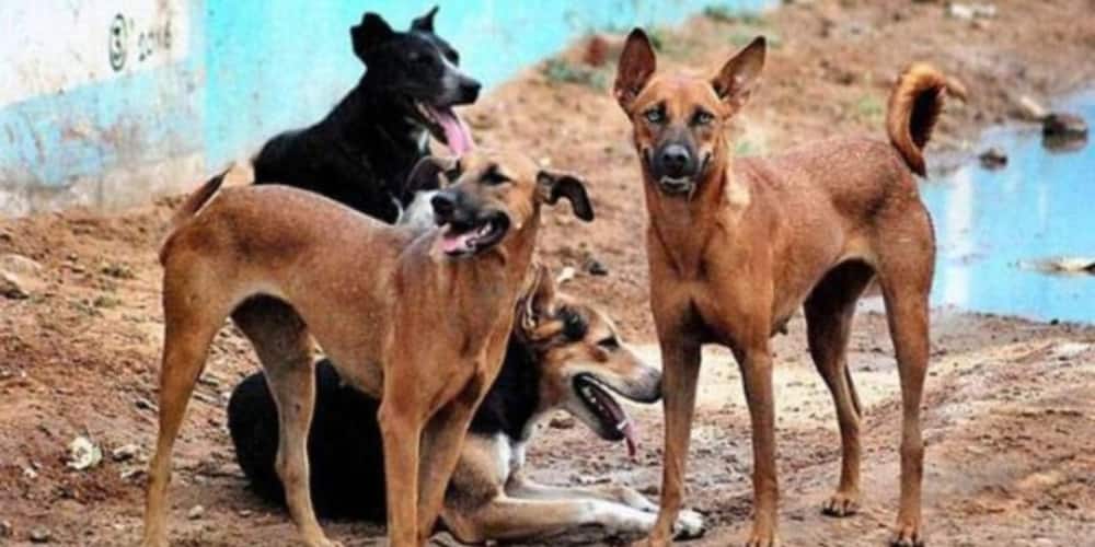 Eldoret residents living in fear after killer stray dogs eat man alive