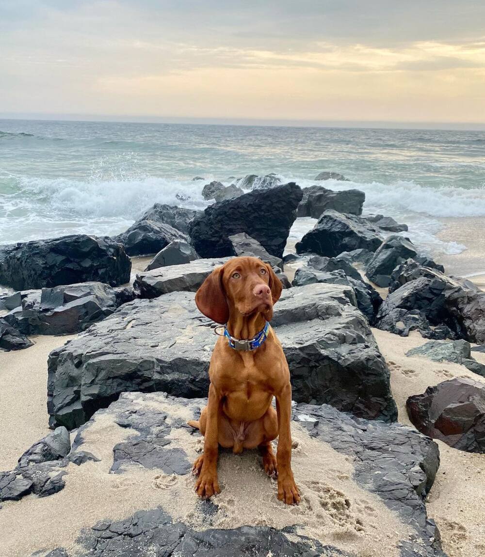 Is Dana Perino's dog Jasper still alive?