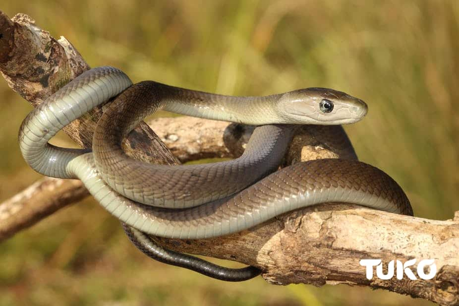 poisonous snakes in Kenya