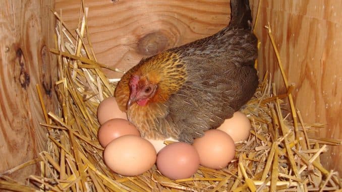 Scientists genetically modify chickens that can lay eggs with arthritis drugs