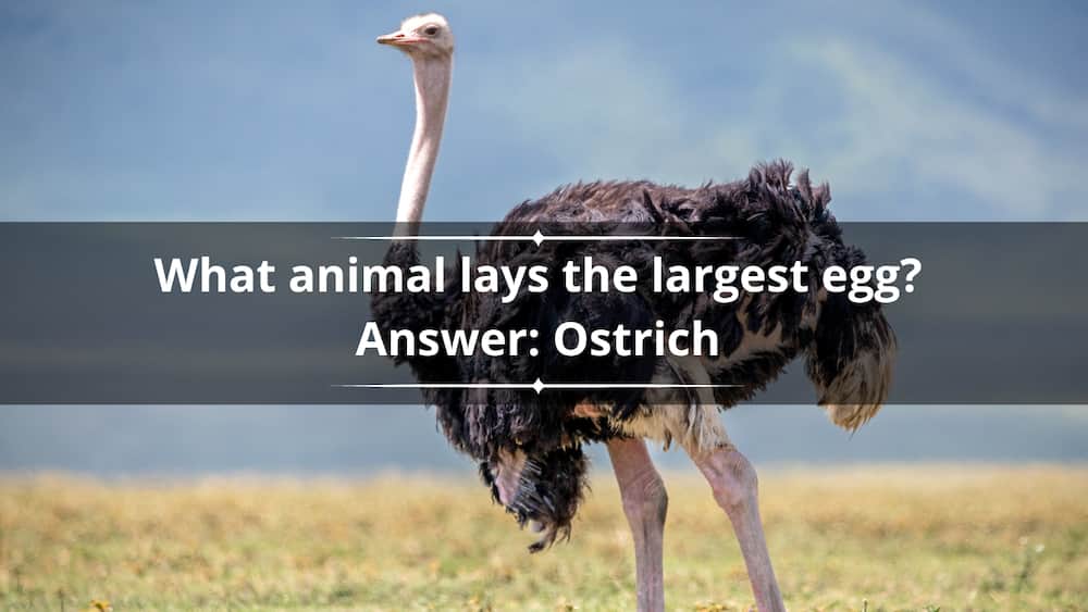 The Maasai ostrich in East African