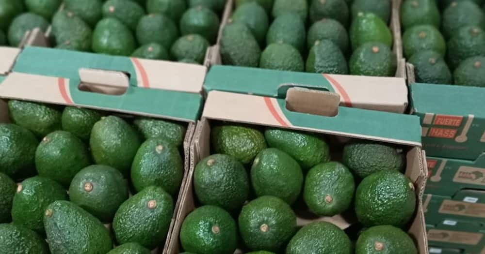 Kenya earns KSh 8 billion from avocado exports