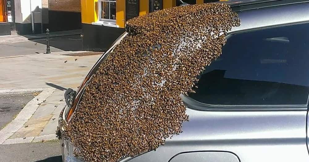 Bees on a vehicle. Photo: Daktari Nyuki.