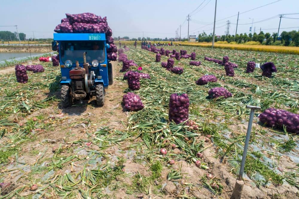 Successful onion farmers in Kenya