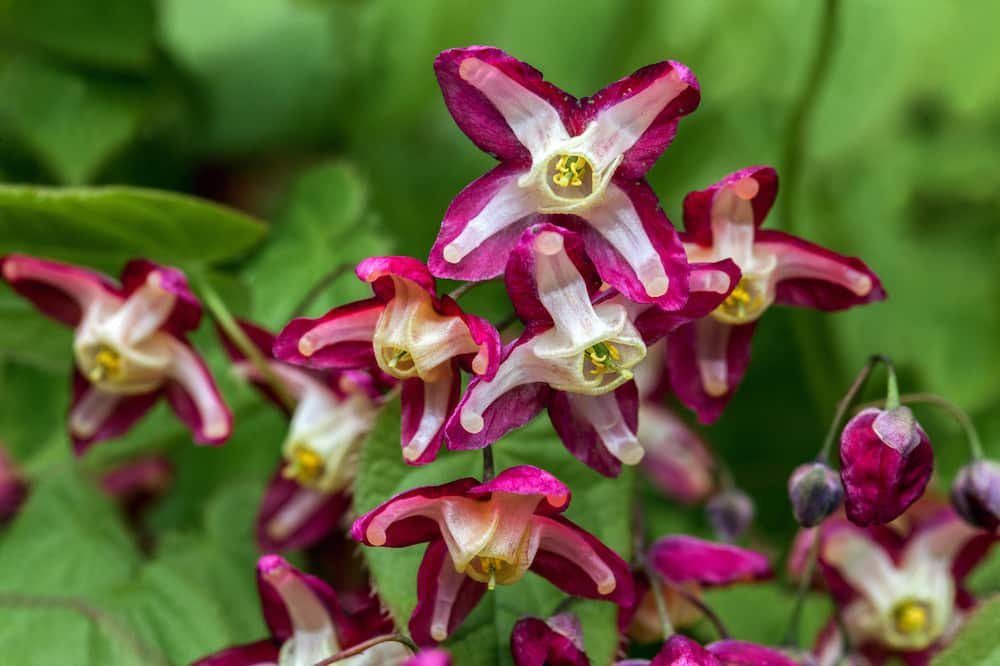 flowers that represent strength