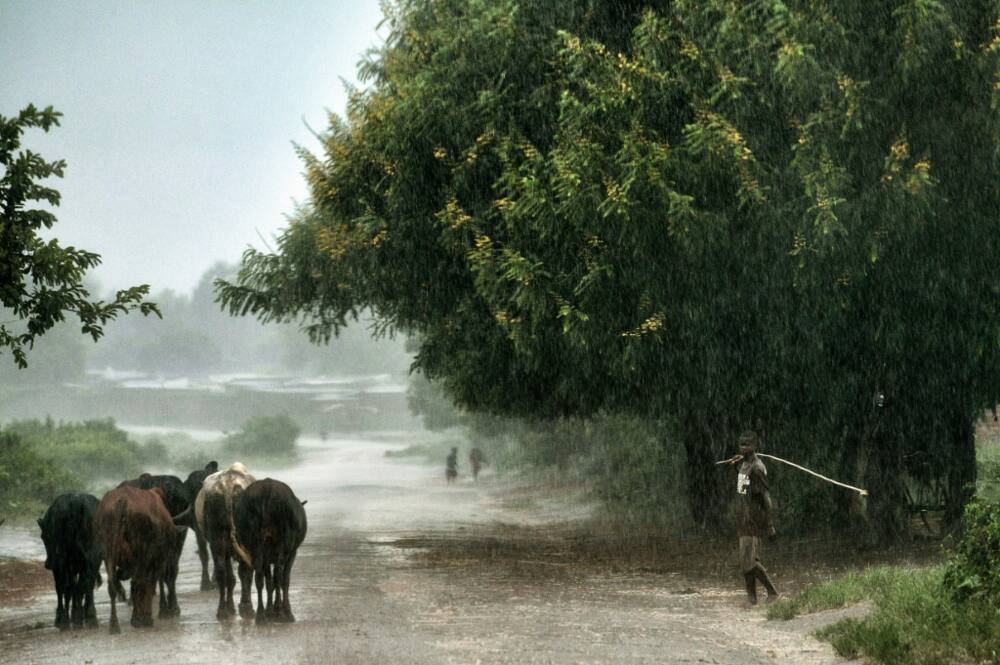 A young man guides cows along a road under heavy rain in 2016 in Malawi's capital Lilongwe, where the United States is putting in a $350 million grant to upgrade roads