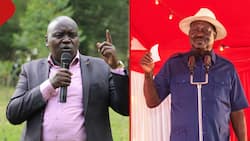 Samson Cherargei Asks Raila to Kneel before Ruto, Pledge Loyalty to Get Support for AU Job