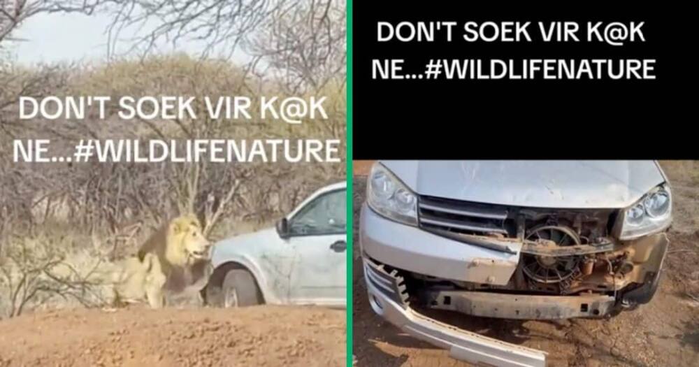 A lion bit the bumper of a bakkie at Limpopo in a TikTok video