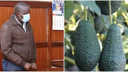 Kenyan Businessman Charged with Defrauding Spanish National KSh 1.6m in Fake Avocado Deal
