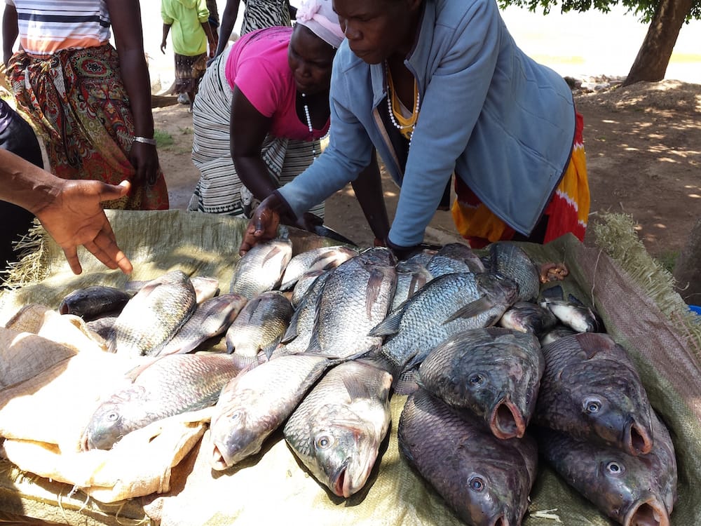 Government to monitor Lake Victoria as strange virus is detected in Tilapia
