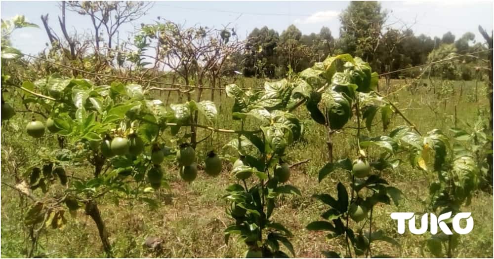 Little known Eburu community embraces fruit farming, use biogas to conserve local forest