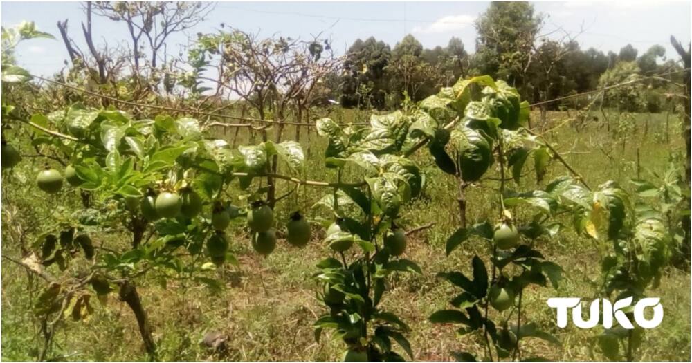 Little known Eburu community embraces fruit farming, use biogas to conserve local forest