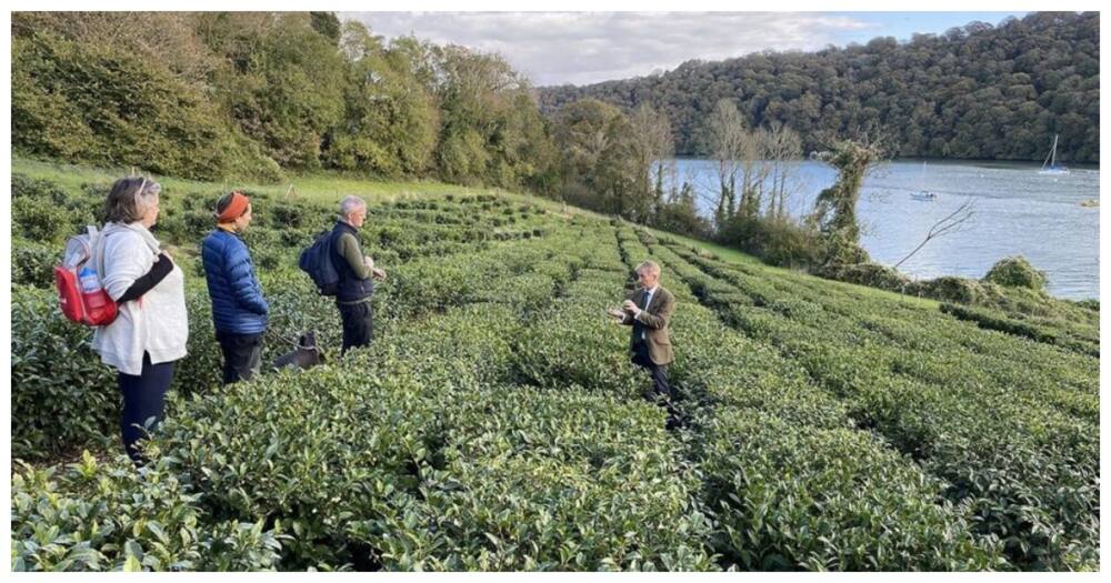 UK's tea farms. Deputy President William Ruto claimed the country hass no tea bushes.