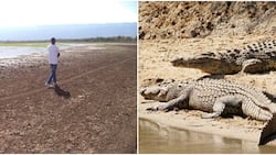Lake Kamnarok: Govt Moves to Save Africa's Second Largest Crocodiles Habitat Facing Extinction