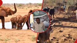 Tsavo Ranches Bank on Conservation, Sustainable Land Use for Value Addition