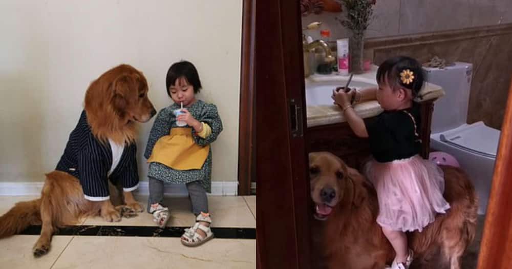Dog protects little girl being reprimanded by mother