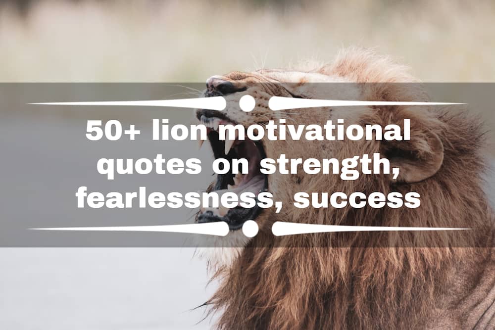 lion motivational quotes