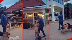 Tindi Mwale: Butere MP Warmly Welcomed Home by 5 Fierce Dogs Protecting His Mansion