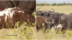 Maasai Mara: Uniquely Coloured Buffalo Calf Spotted at National Reserve, Tourists Stunned