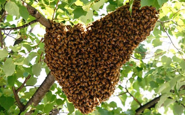 Man returns from shopping trip to find 15,000 bees in his car