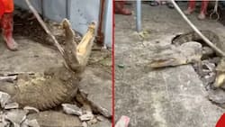 Video Shows Terrifying Moment 3 Huge Crocodiles Are Discovered Hiding in Floor