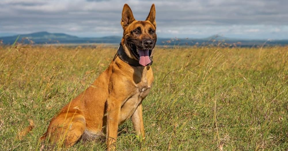 Farewell Diego: Heroic dog saving Kenya's rhinos dies