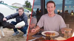 Mark Zuckerberg Ventures Into Farming, Starts Rearing Beef Cattle: "They'll Be Drinking Beer"