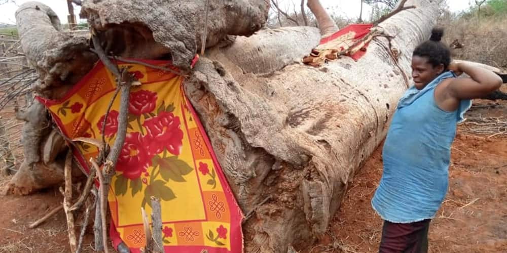 Voi: Woman, her 2 kids seek shelter inside hollow tree after being abandoned